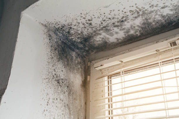 Affordable Attic Mold Remediation solutions in Butler, GA